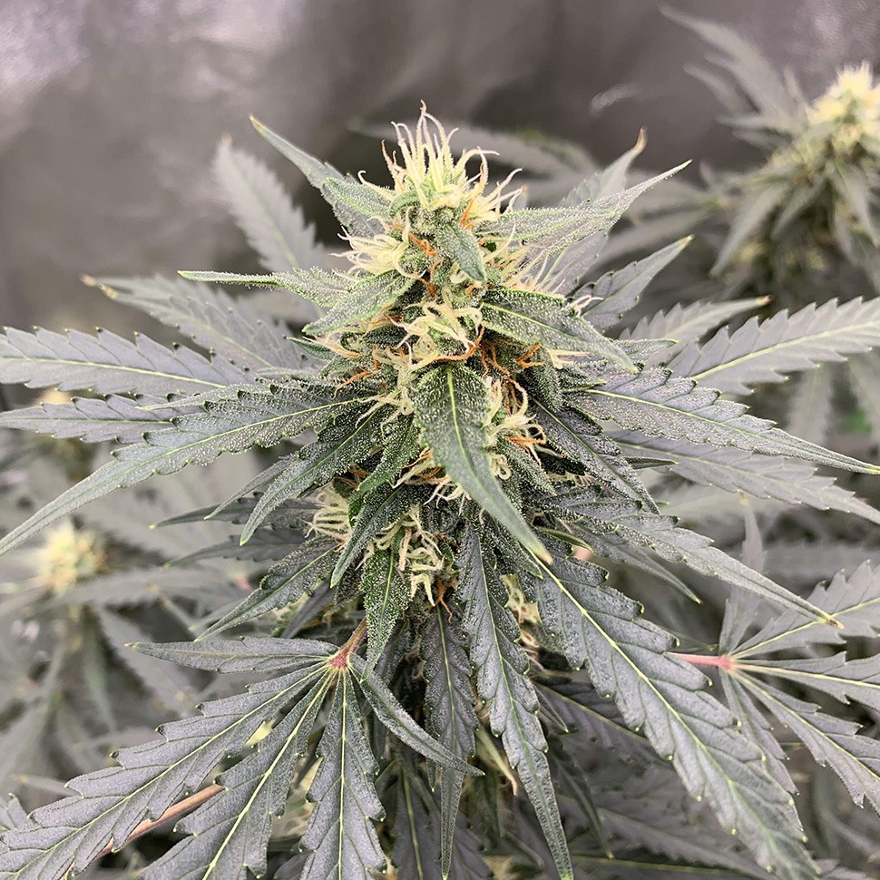 семена конопли f1 в оригинальной упаковке Auto Critical feminised Victory Seeds семена конопли f1 в оригинальной упаковке Auto Critical feminised Victory Seeds