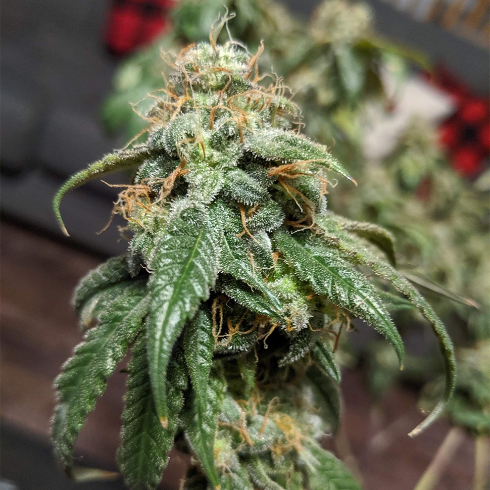 Семена конопли  Gorilla Glue feminised Ganja Seeds