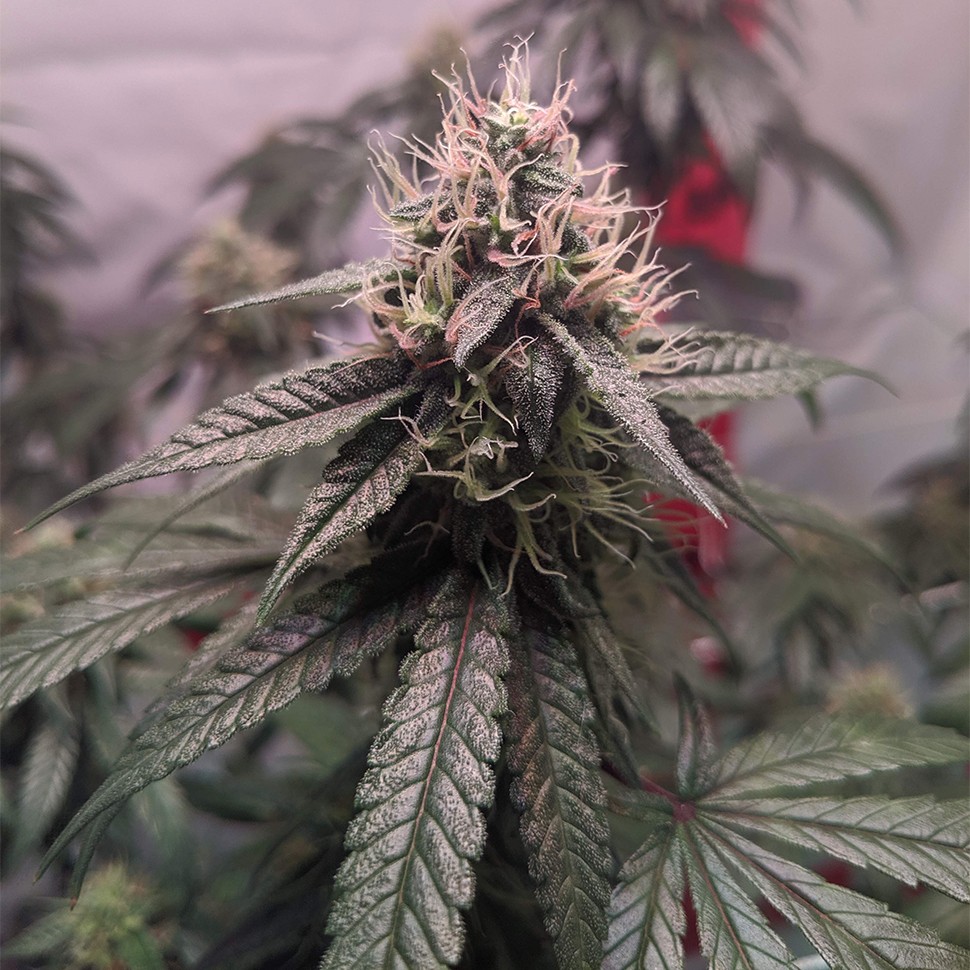 Семена каннабиса Gorilla Glue feminised Ganja Seeds Семена каннабиса Gorilla Glue feminised Ganja Seeds