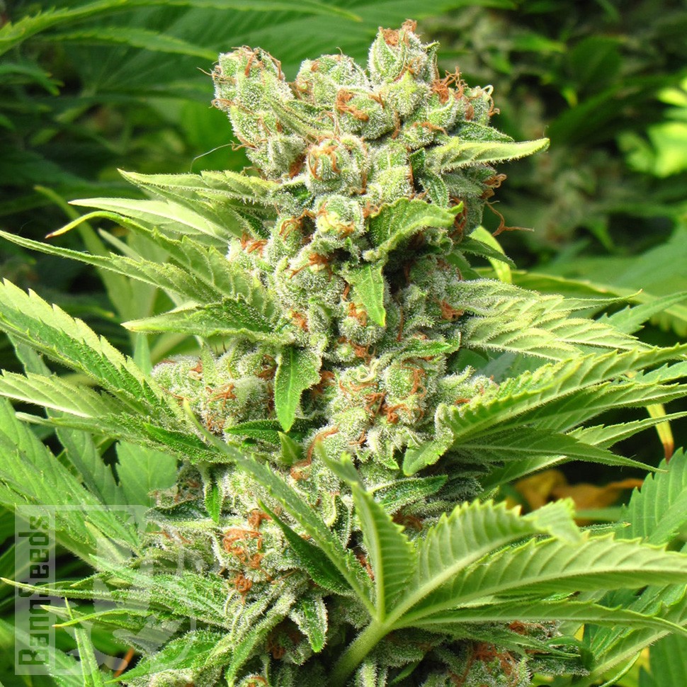Семена  Skunk feminised Ganja Seeds