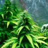 где заказать семена конопли Auto Super Skunk feminised где заказать семена конопли Auto Super Skunk feminised