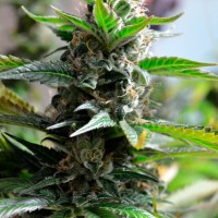 Auto Super Skunk feminised Ganja Seeds