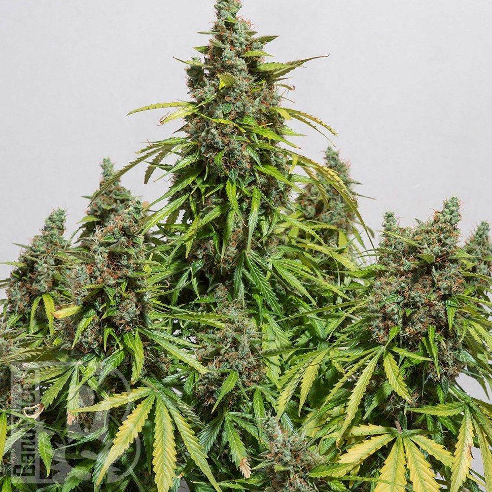 Семена  Black Domina x White Russian feminised Ganja Seeds Семена  Black Domina x White Russian feminised Ganja Seeds
