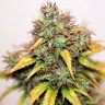 купить семена конопли интернет магазин Auto Kush feminised купить семена конопли интернет магазин Auto Kush feminised