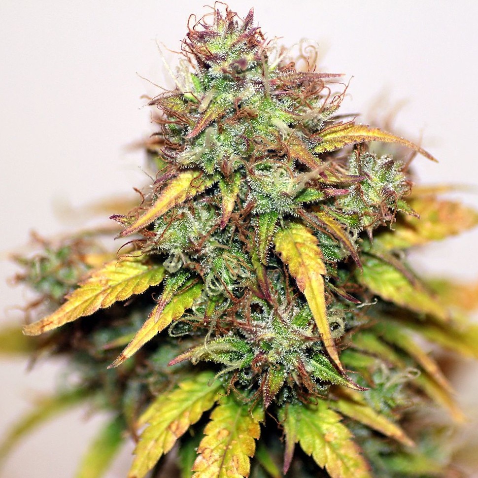 купить семена конопли интернет магазин Auto Kush feminised купить семена конопли интернет магазин Auto Kush feminised