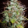 Auto Kush feminised Ganja Seeds