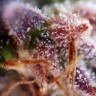 купить мощные семена конопли Auto Kush feminised купить мощные семена конопли Auto Kush feminised
