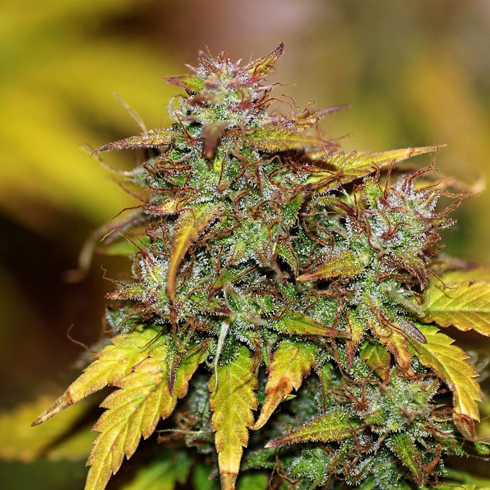 купить автоцветущие семена конопли Auto Kush feminised купить автоцветущие семена конопли Auto Kush feminised