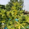 купить семена конопли с доставкой Auto Kush feminised купить семена конопли с доставкой Auto Kush feminised