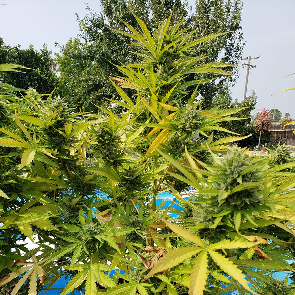 купить семена конопли с доставкой Auto Kush feminised купить семена конопли с доставкой Auto Kush feminised