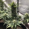 семена сортовой конопли Auto Green Wild Shark feminised Victory Seeds семена сортовой конопли Auto Green Wild Shark feminised Victory Seeds