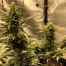 семена конопли феминизированные Auto Green Wild Shark feminised Victory Seeds семена конопли феминизированные Auto Green Wild Shark feminised Victory Seeds