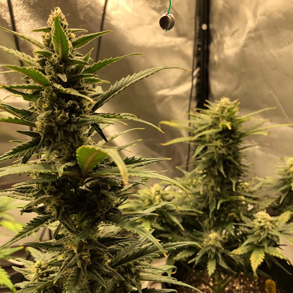 семена конопли феминизированные Auto Green Wild Shark feminised Victory Seeds семена конопли феминизированные Auto Green Wild Shark feminised Victory Seeds