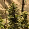 качественные семена конопли Auto Green Wild Shark feminised Victory Seeds качественные семена конопли Auto Green Wild Shark feminised Victory Seeds