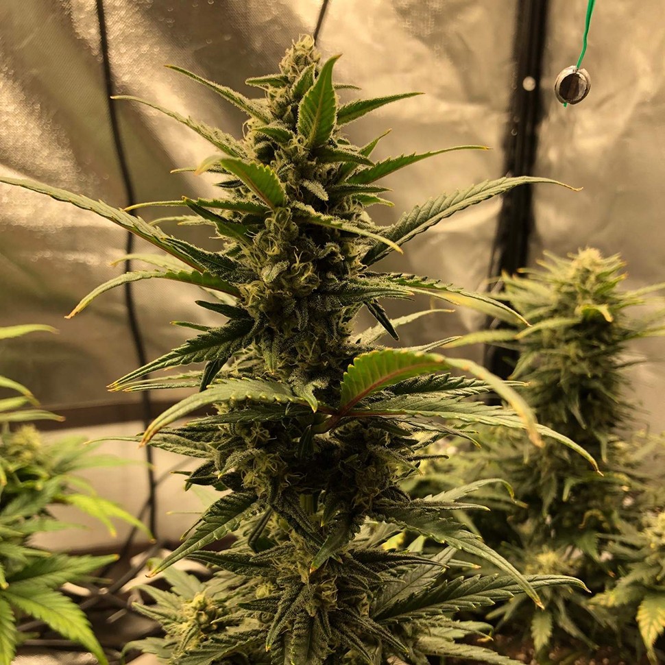 качественные семена конопли Auto Green Wild Shark feminised Victory Seeds качественные семена конопли Auto Green Wild Shark feminised Victory Seeds