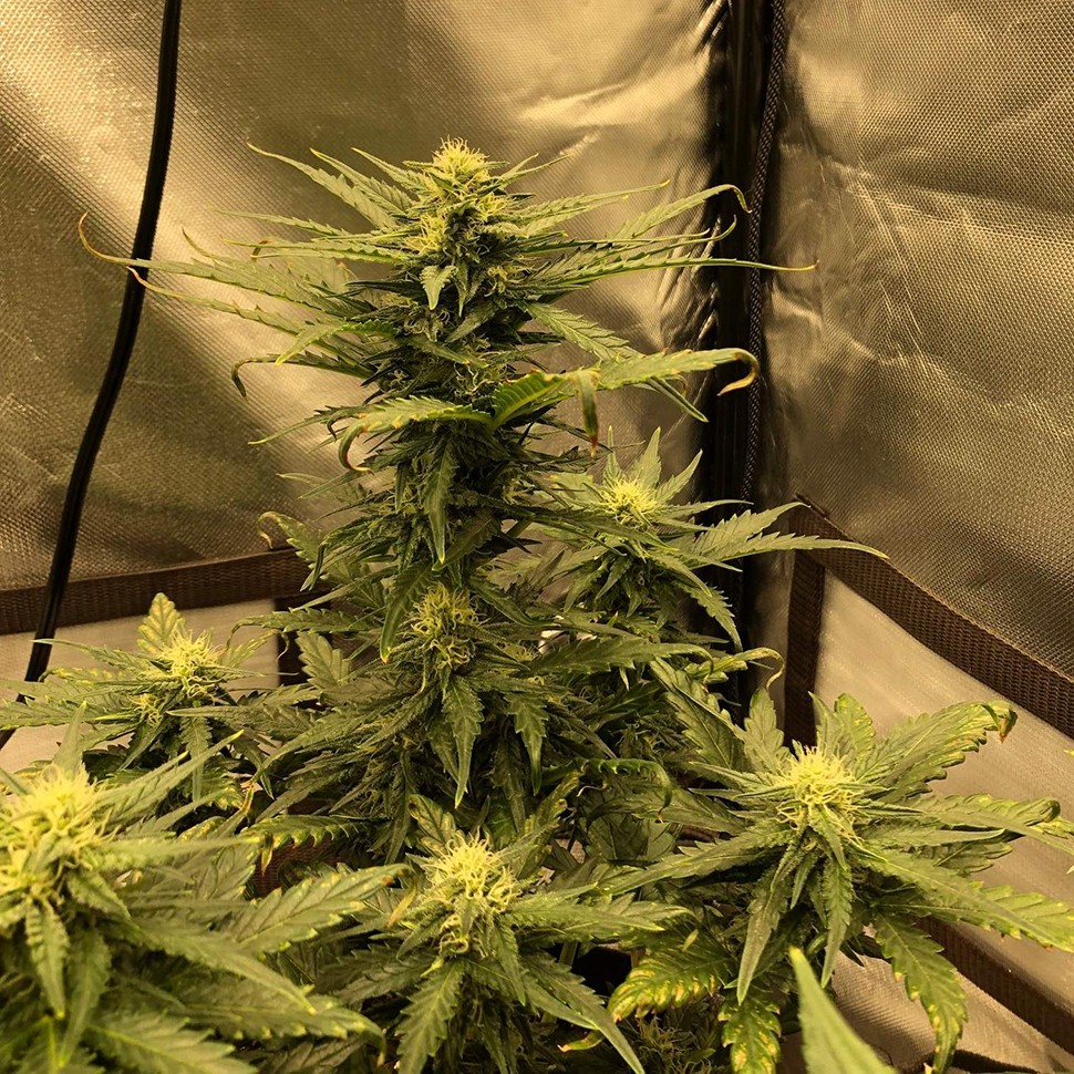 семена конопли автоцвет Auto Green Wild Shark feminised Victory Seeds семена конопли автоцвет Auto Green Wild Shark feminised Victory Seeds