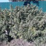 Семена марихуаны Sugar Black Rose (DS27) feminised Ganja Seeds Семена марихуаны Sugar Black Rose (DS27) feminised Ganja Seeds