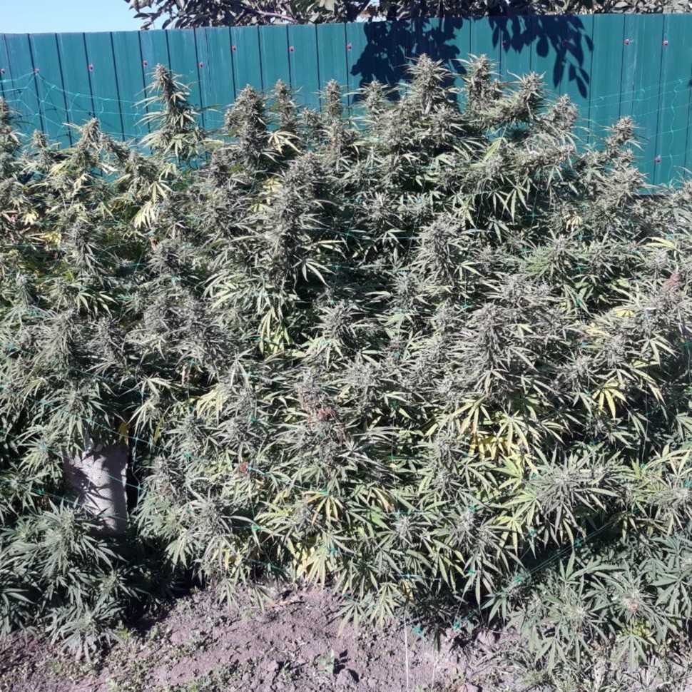 Семена конопли  Sugar Black Rose (DS27) feminised Ganja Seeds