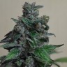 Семена  Кубанский убийца feminised Ganja Seeds Семена  Кубанский убийца feminised Ganja Seeds