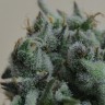 Семена  Кубанский убийца feminised Ganja Seeds Семена  Кубанский убийца feminised Ganja Seeds