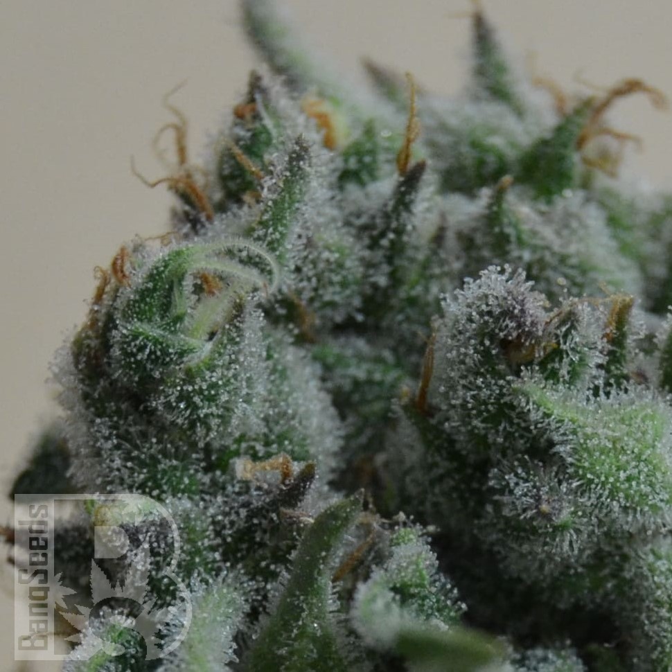 Семена  Кубанский убийца feminised Ganja Seeds Семена  Кубанский убийца feminised Ganja Seeds