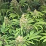 Семена каннабиса  Skunk #1 feminised Ganja Seeds Семена каннабиса  Skunk #1 feminised Ganja Seeds