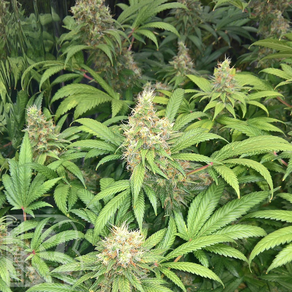 Семена каннабиса  Skunk #1 feminised Ganja Seeds Семена каннабиса  Skunk #1 feminised Ganja Seeds