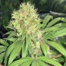 Семена каннабиса  Skunk #1 feminised Ganja Seeds Семена каннабиса  Skunk #1 feminised Ganja Seeds