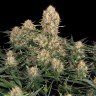 Семена каннабиса  Skunk #1 feminised Ganja Seeds Семена каннабиса  Skunk #1 feminised Ganja Seeds