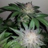 купить семена конопли недорого Auto Critical + feminised купить семена конопли недорого Auto Critical + feminised