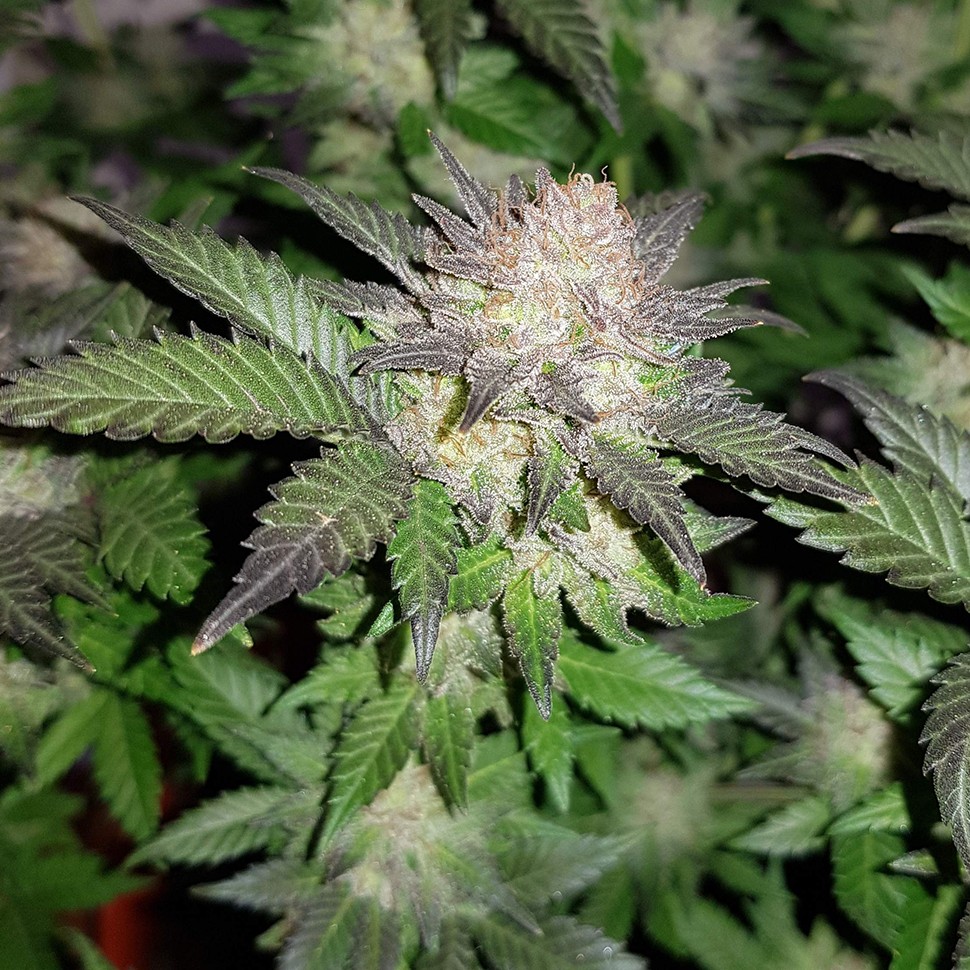 купить семена конопли в оригинальных упаковках Auto Critical + feminised купить семена конопли в оригинальных упаковках Auto Critical + feminised