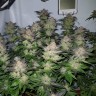 купить семена конопли из голландии Auto Critical + feminised купить семена конопли из голландии Auto Critical + feminised