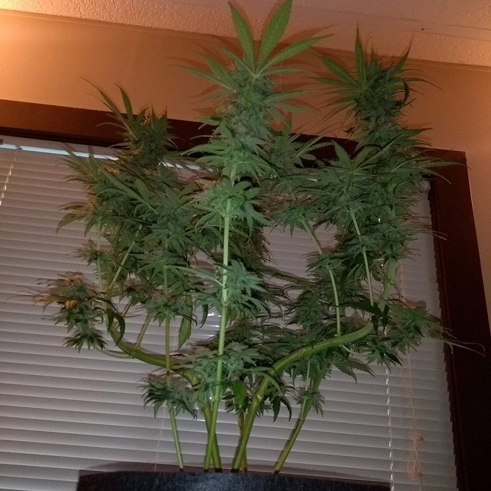 купить урожайные семена конопли Auto Critical + feminised купить урожайные семена конопли Auto Critical + feminised