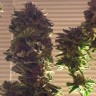 купить качественные семена конопли Auto Critical + feminised купить качественные семена конопли Auto Critical + feminised