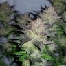 купить автоцветущие семена конопли Auto Critical + feminised купить автоцветущие семена конопли Auto Critical + feminised
