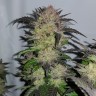 заказать семена конопли почтой Auto Critical + feminised заказать семена конопли почтой Auto Critical + feminised