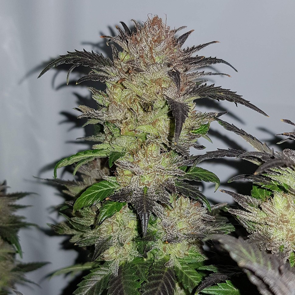 Семена  Auto Critical + feminised Ganja Seeds