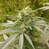 семена конопли для посадки купить  Power Plant feminised семена конопли для посадки купить  Power Plant feminised