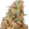 Семена каннабиса  Power Plant feminised Ganja Seeds Семена каннабиса  Power Plant feminised Ganja Seeds