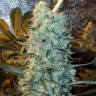 Семена каннабиса  Power Plant feminised Ganja Seeds Семена каннабиса  Power Plant feminised Ganja Seeds