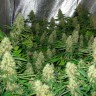 Семена каннабиса  Power Plant feminised Ganja Seeds Семена каннабиса  Power Plant feminised Ganja Seeds