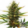 заказать семена конопли Auto Super Skunk feminised заказать семена конопли Auto Super Skunk feminised