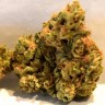 заказ семян конопли Auto Super Skunk feminised заказ семян конопли Auto Super Skunk feminised