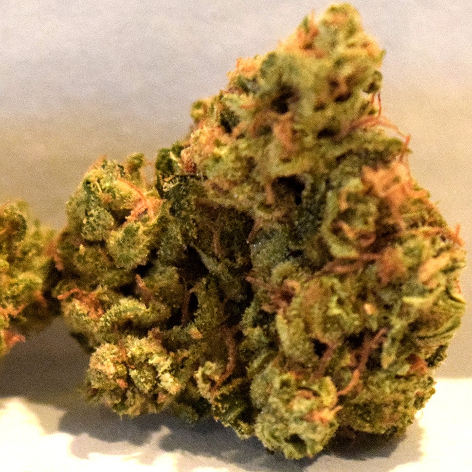 заказ семян конопли Auto Super Skunk feminised заказ семян конопли Auto Super Skunk feminised