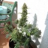 семена конопли в оригинальных упаковках Auto Heaven feminised Victory Seeds семена конопли в оригинальных упаковках Auto Heaven feminised Victory Seeds