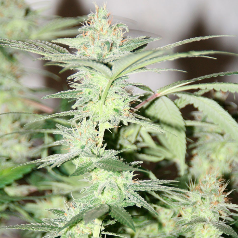 Семена конопли оптом White Lavender feminised Ganja Seeds Семена конопли оптом White Lavender feminised Ganja Seeds