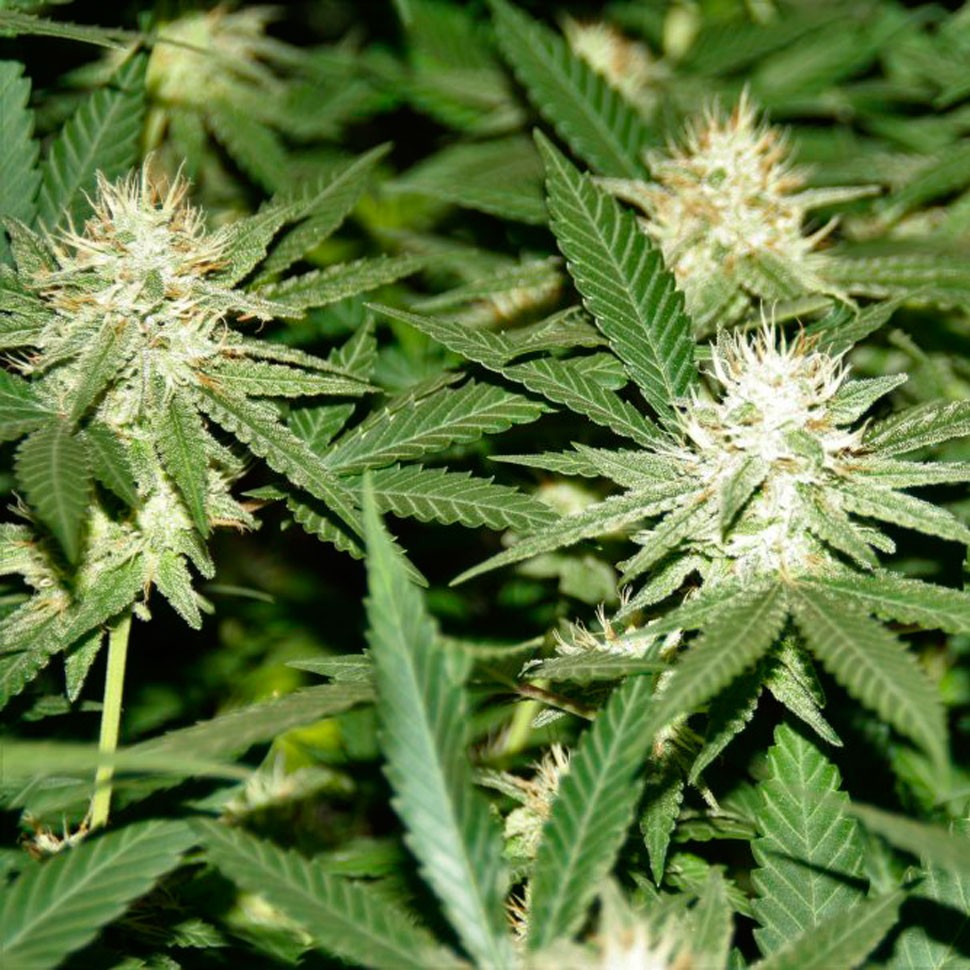 Семена конопли медицинских сортов White Lavender feminised Ganja Seeds Семена конопли медицинских сортов White Lavender feminised Ganja Seeds