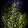 Недорогие семена конопли White Lavender feminised Ganja Seeds Недорогие семена конопли White Lavender feminised Ganja Seeds