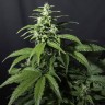 урожайные семена конопли Amnesia Gold feminised урожайные семена конопли Amnesia Gold feminised