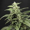 семена сортовой конопли Amnesia Gold feminised семена сортовой конопли Amnesia Gold feminised